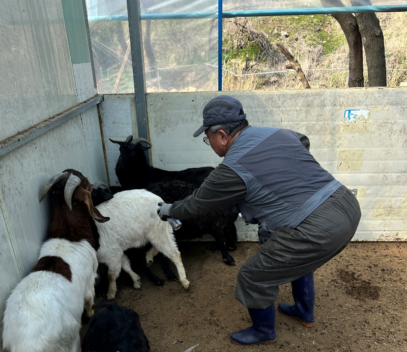 영광군, 9월 구제역 백신 일제 접종 실시