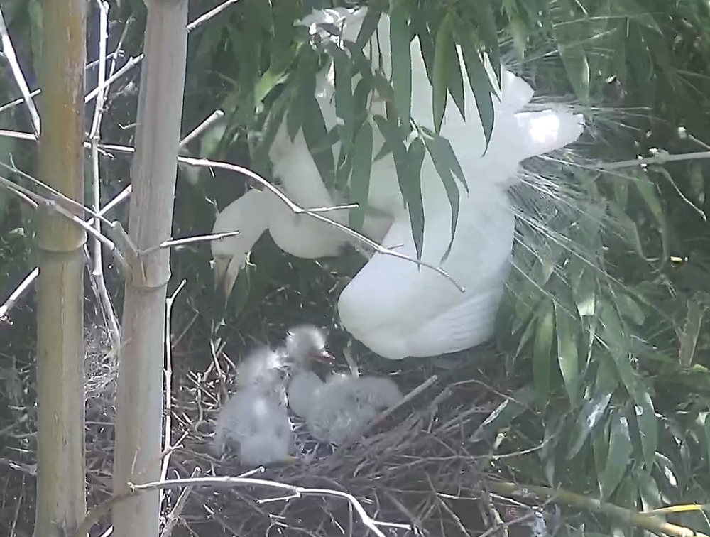울산시 ‘중백로’ 산란에서 이소까지 번식 과정 영상 담아