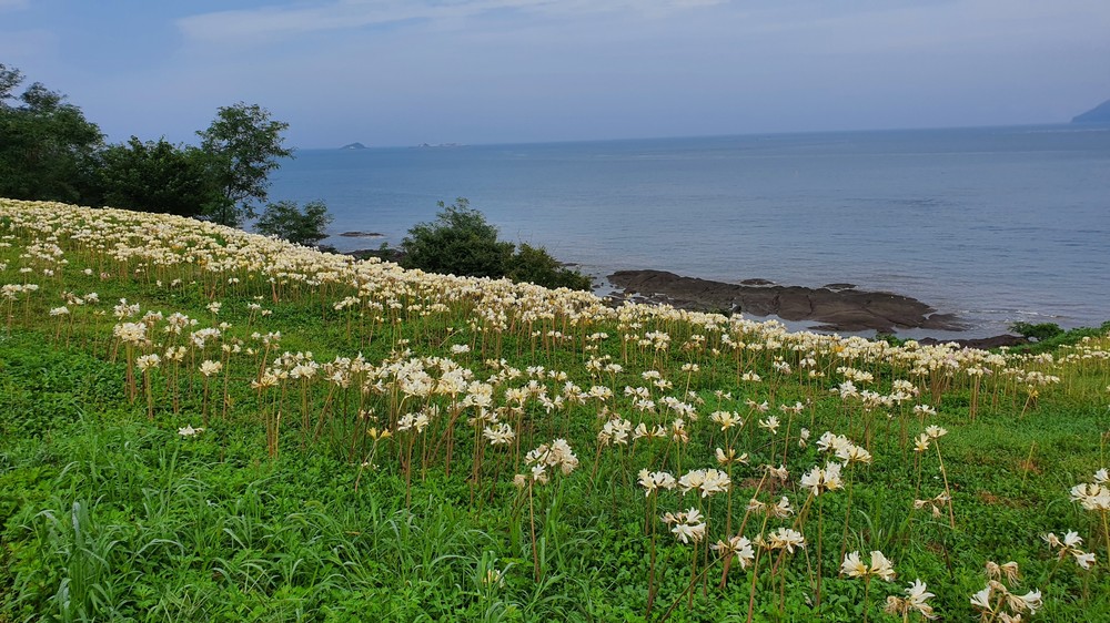 부안 변산마실길 2코스, 붉노랑상사화 만개