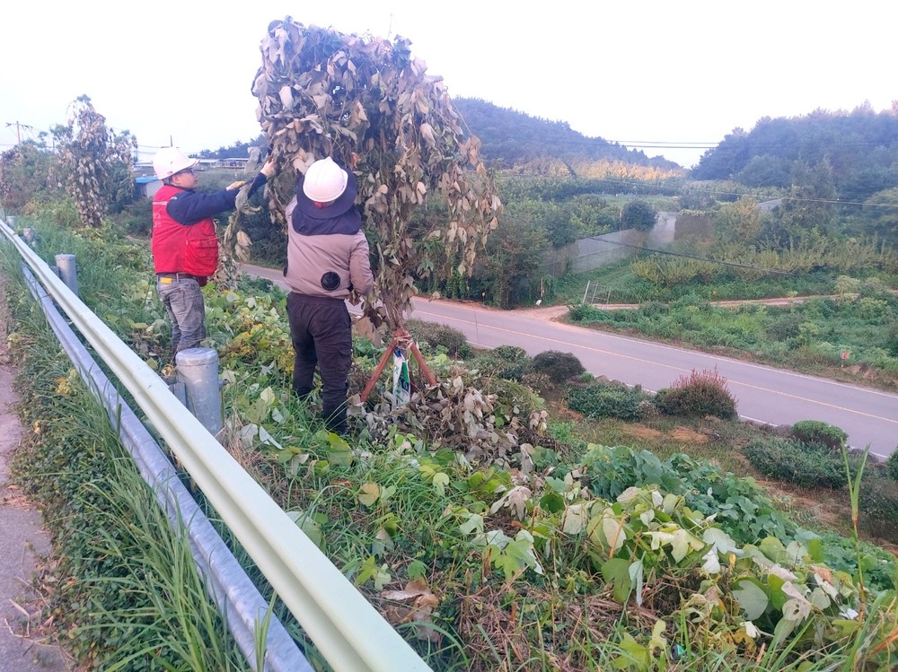 고흥군, 국도변 칡덩굴 제거로 가로수 경관 개선 나서