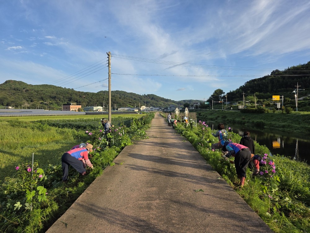 양보면, 주교천 무궁화·코스모스길 대청소로 매력 양보 만들기