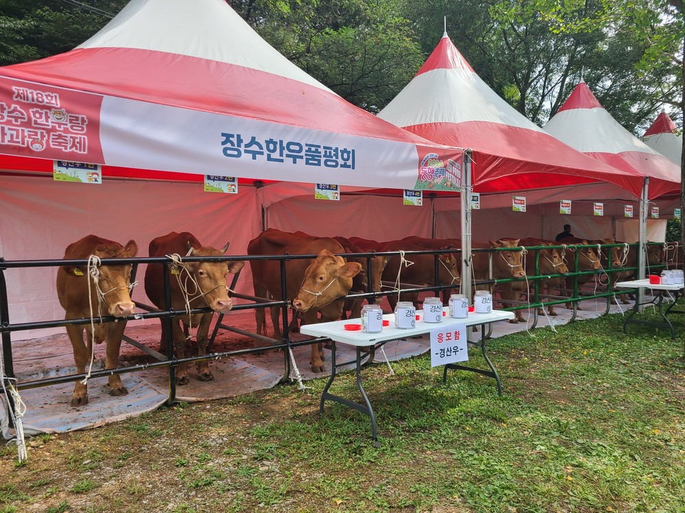 장수군, 제19회 장수한우랑사과랑 축제서 ‘장수한우 품평회’ 개최