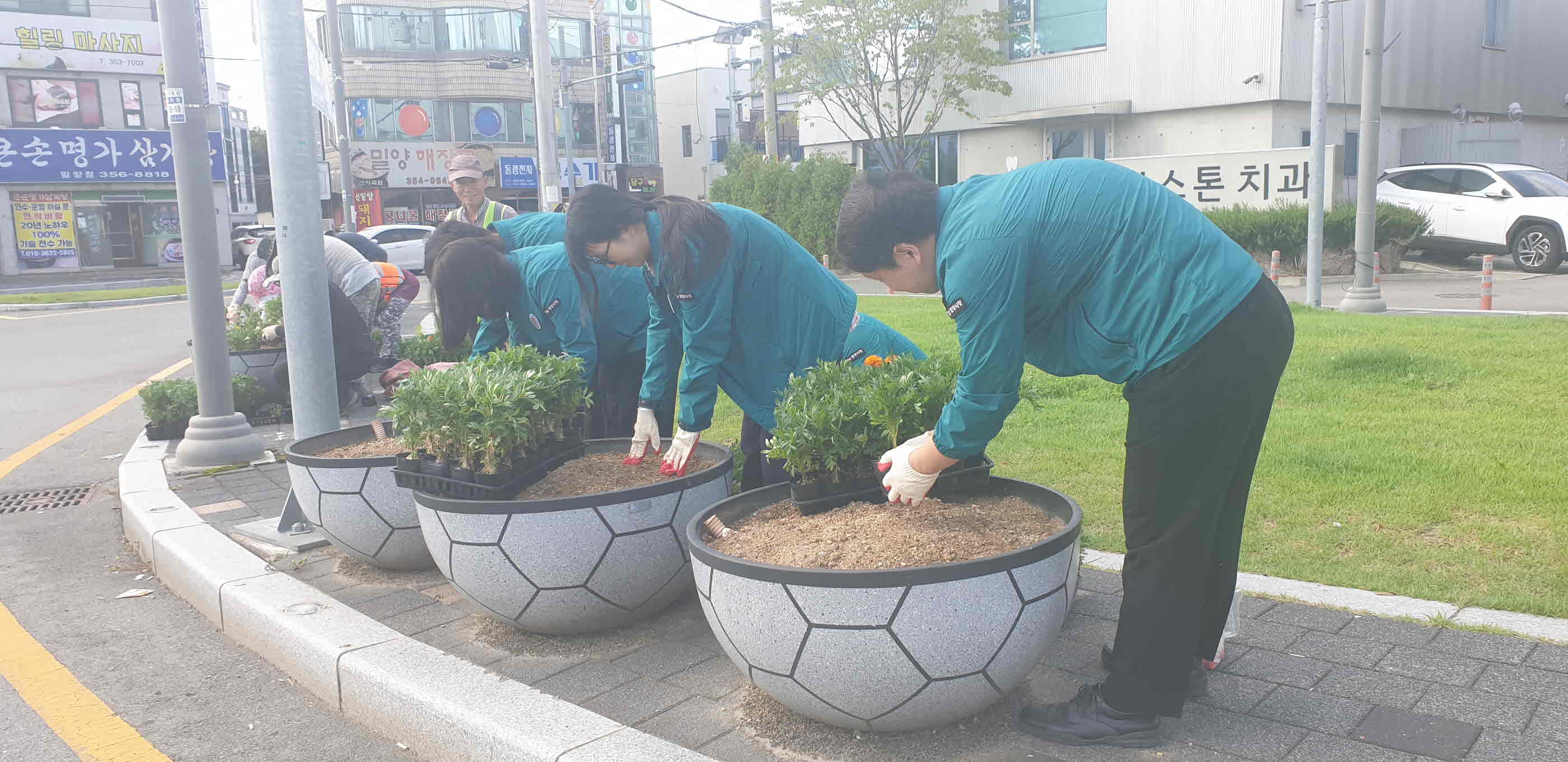 밀양시 내이동, 메리골드 식재로 가을맞이 경관 개선