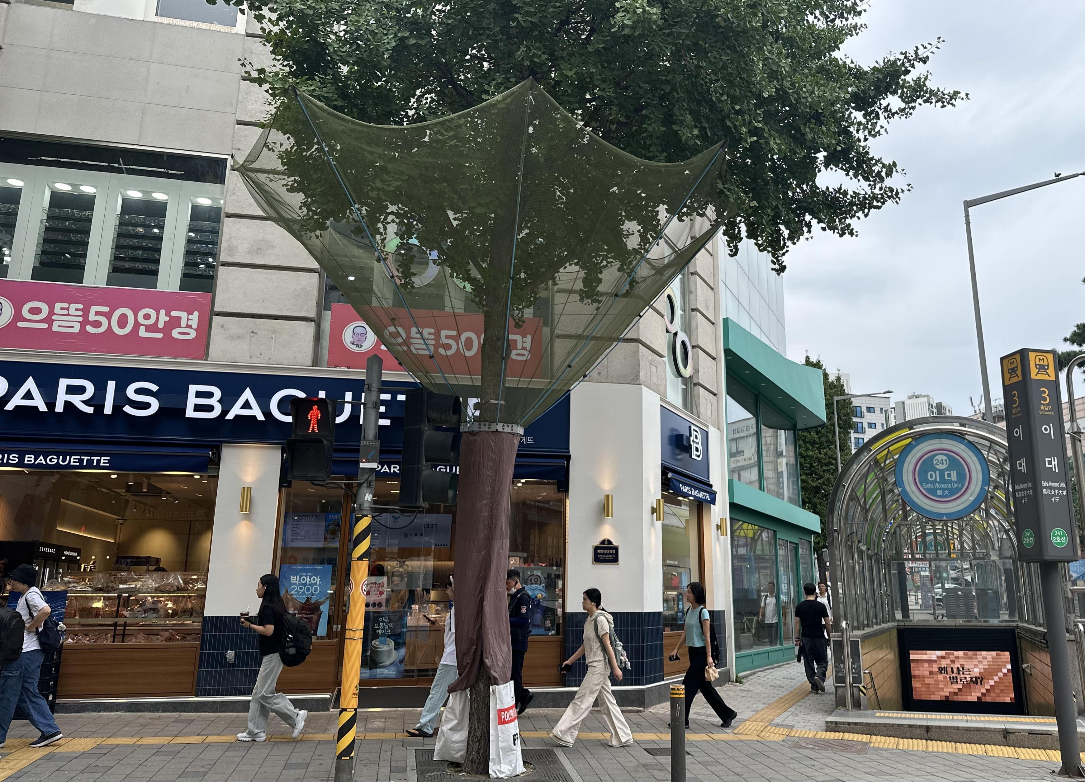서대문구, 가을철 은행나무 열매로 시민 불편 없도록 선제 대응