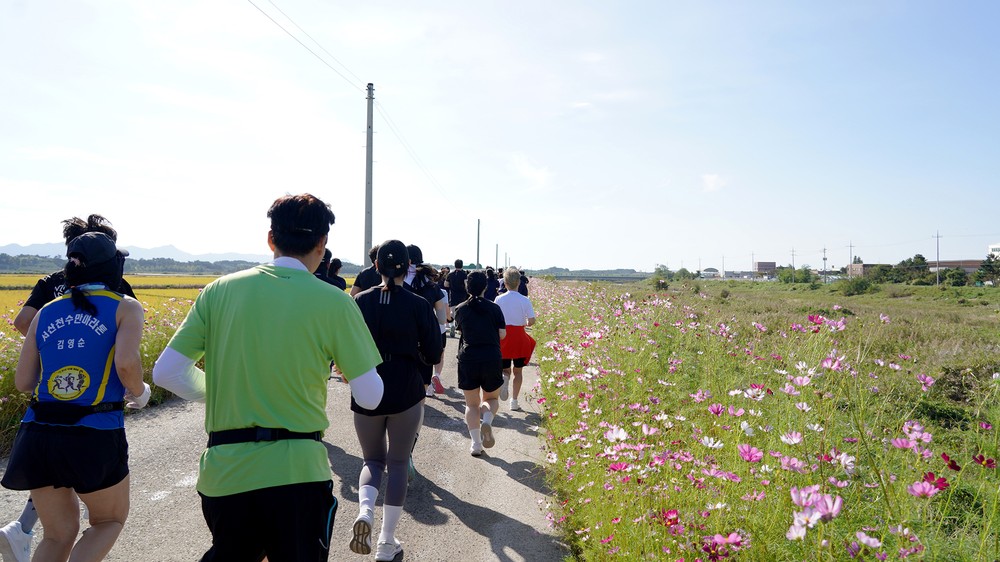 서산시, 코스모스 황금들녘 마라톤대회 개최