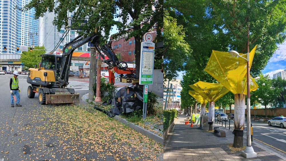 부산진구, 은행열매 조기 채취로 ‘걷기 좋은 가을길’ 만든다