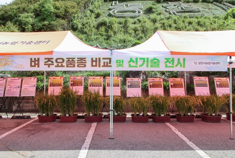2025년 당진시 벼농사 종합평가회 성료