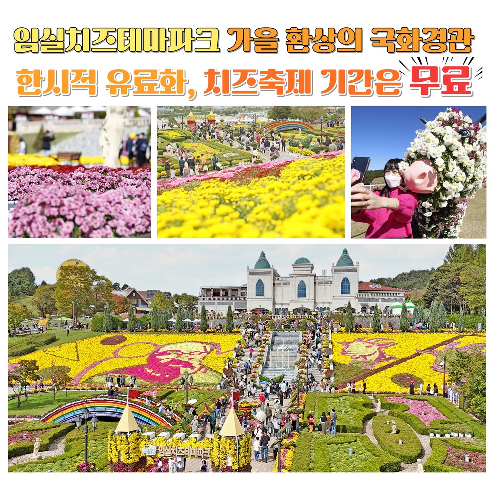 임실치즈테마파크, 가을 환상적인 국화경관 한시적 유료화…치즈축제땐 무료 개방