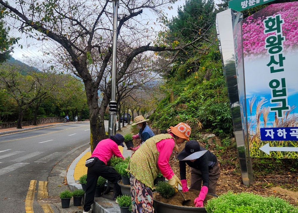 창녕읍, 가을꽃 식재로 경관 개선