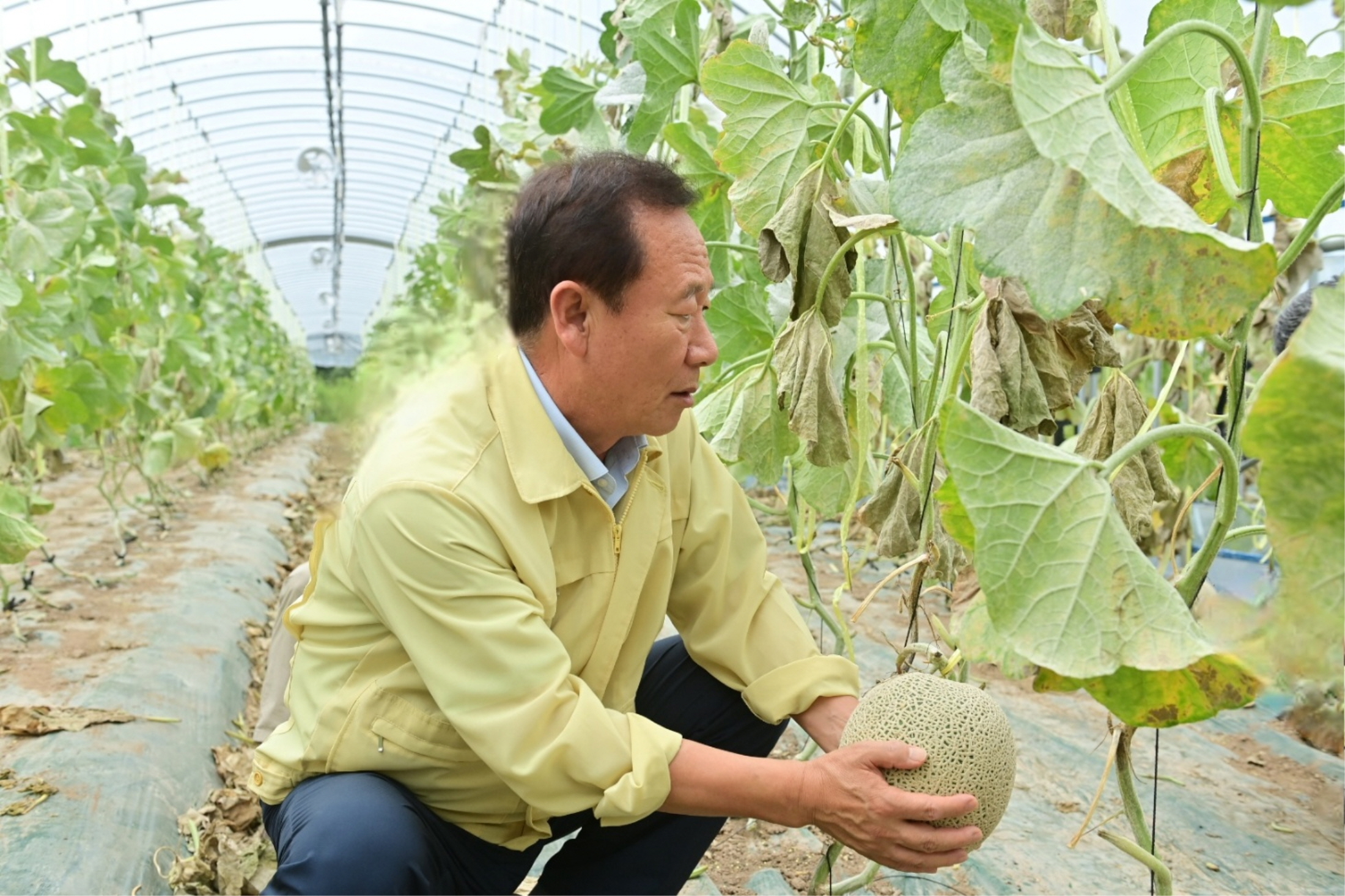 봉화군, 멜론 본격 출하 및 시범사업 평가회 개최