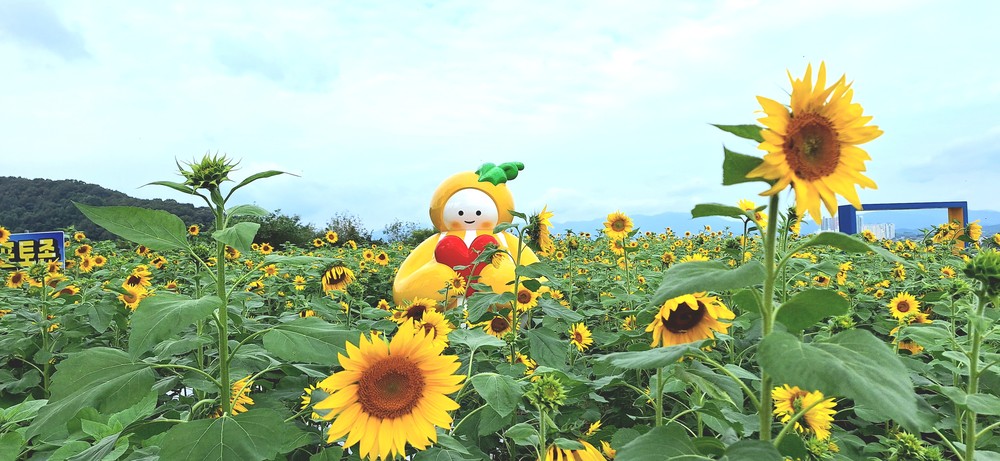 올 추석은 성산동고분군 전시관 해바라기와 함께~