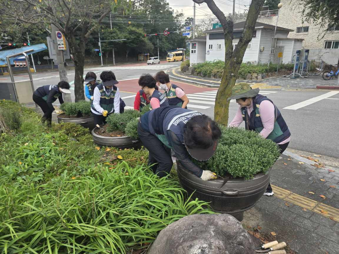 교동, 도로변 국화 식재로 가을을 품다