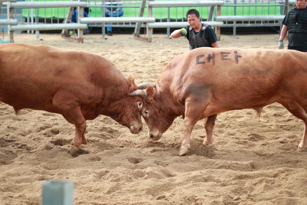 ‘제16회 보은 전국민속 소힘겨루기 대회’ 성황리 마무리
