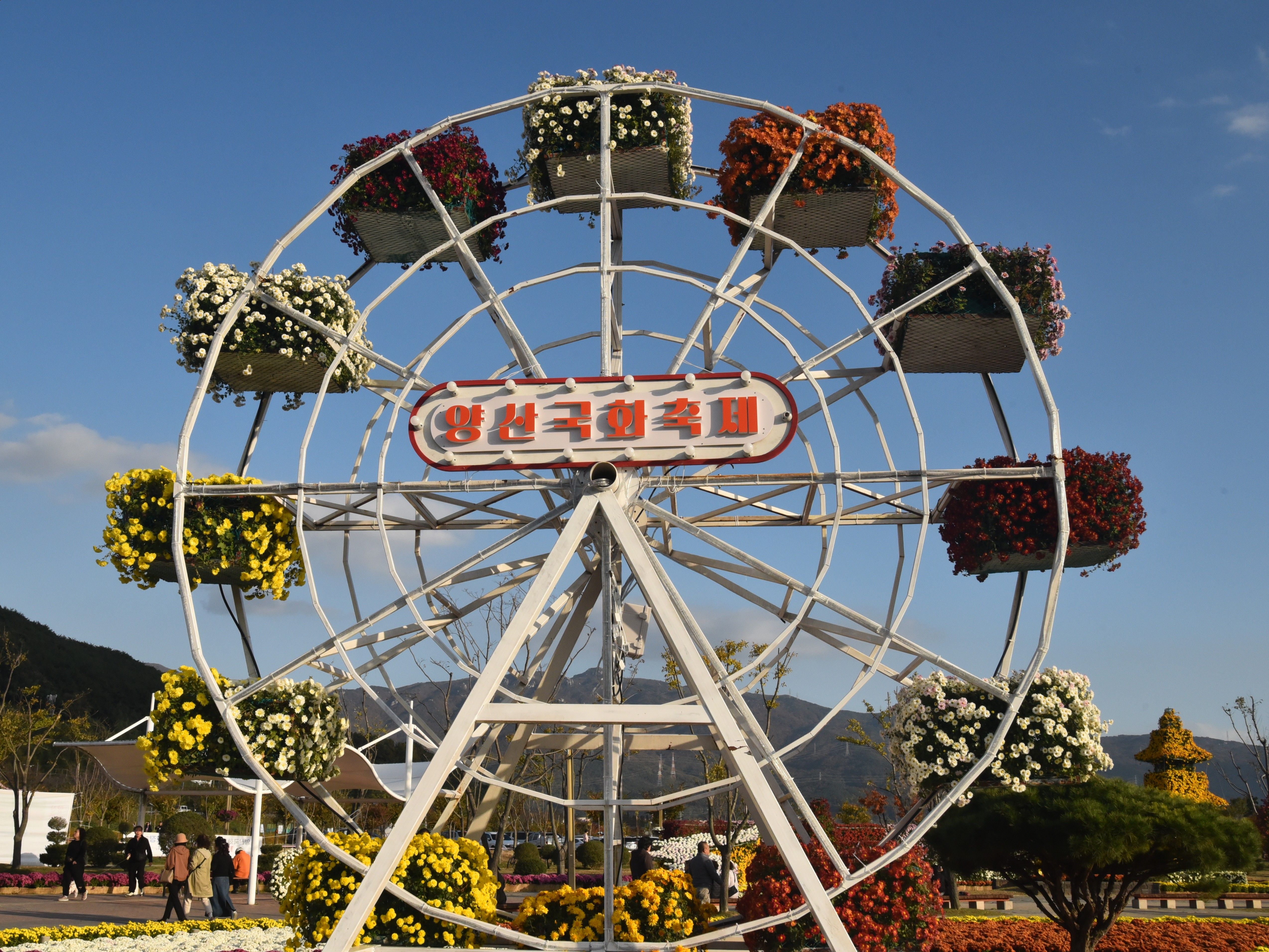 양산시, ‘2025 양산국화축제’ 10월 24일 개막