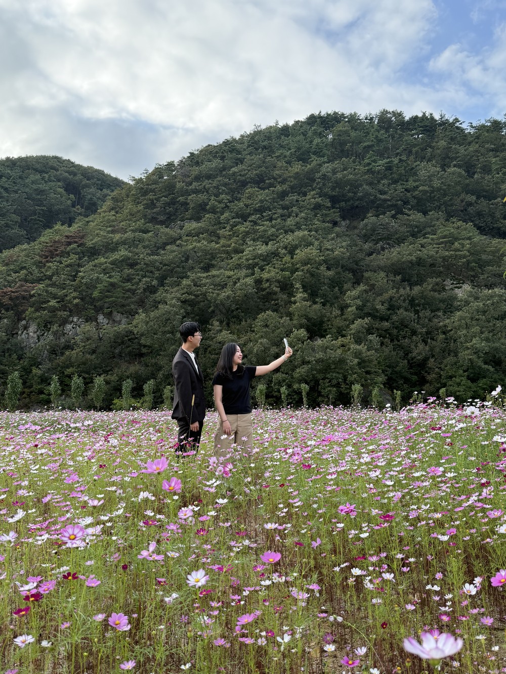 가을바람 따라 코스모스 출렁이는 금천면 꽃밭
