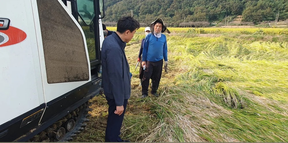 성전면, 풍년 기원하며 수확 현장 방문