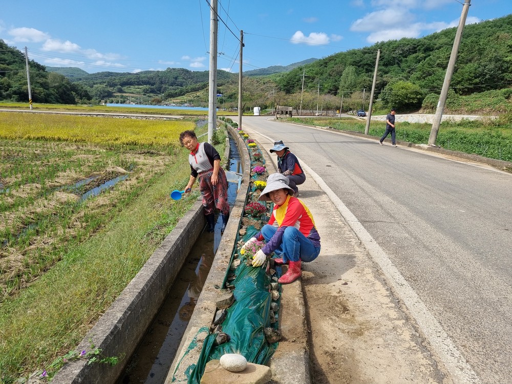 합천군 쌍책면 박곡마을, 폐비닐집하장 주변 공한지 국화 꽃길 조성