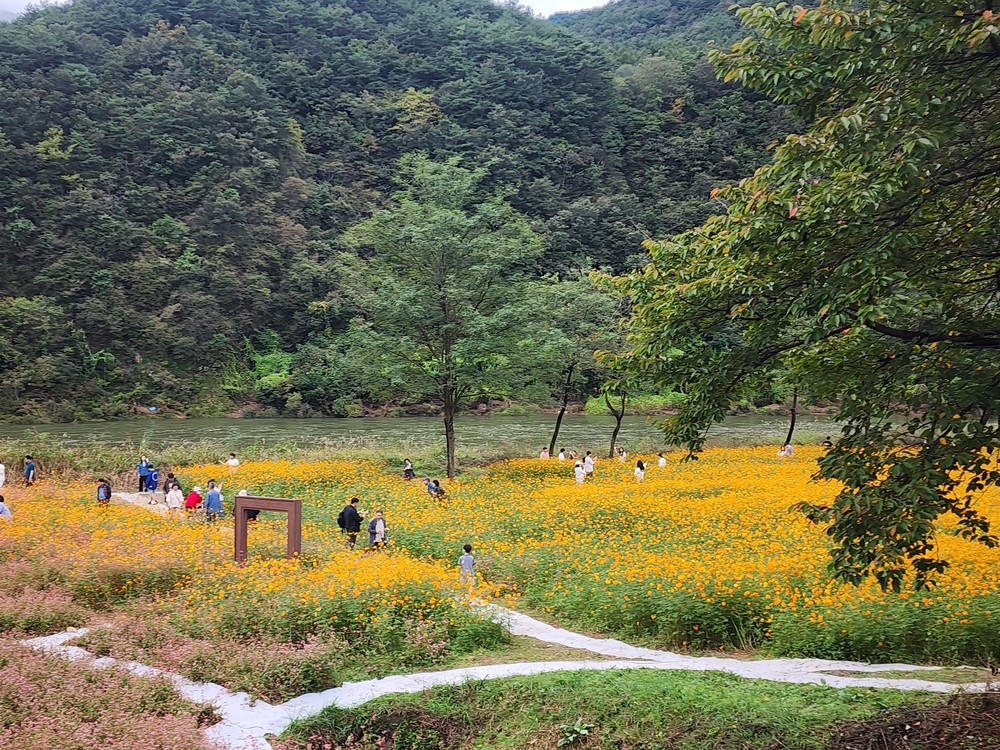 제6회 동강붉은메밀꽃축제 성황리 마무리
