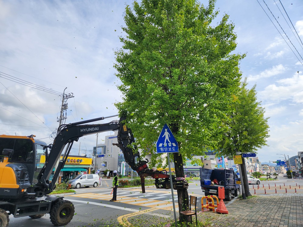 의성군, 진동 수확기로 은행 열매 신속 수거 주민 불편 해소 앞장