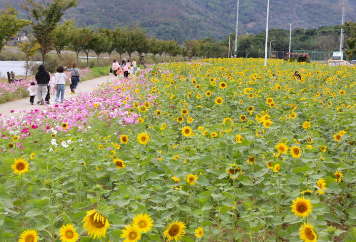 제5회 산외면 꽃담뜰 해바라기 축제, 10월 25일 개최