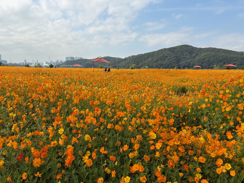 용인특례시, 기흥호수공원에 황화코스모스 경관단지 조성