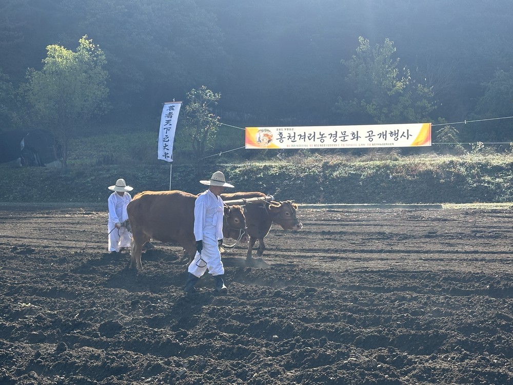 홍천군, ‘2025년 도지정 무형유산 홍천 겨리농경문화 공개행사’ 성황리에 개최