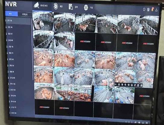 포천시, 인공지능(AI) 기반 한우 스마트팜 번식관리 시스템 본격 가동