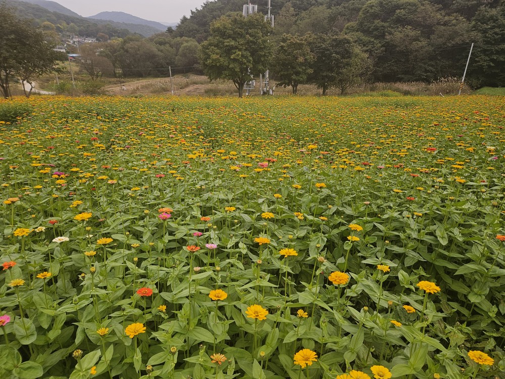 백일홍으로 물든 청주 상당산성, 꽃길 걸으러 오세요!