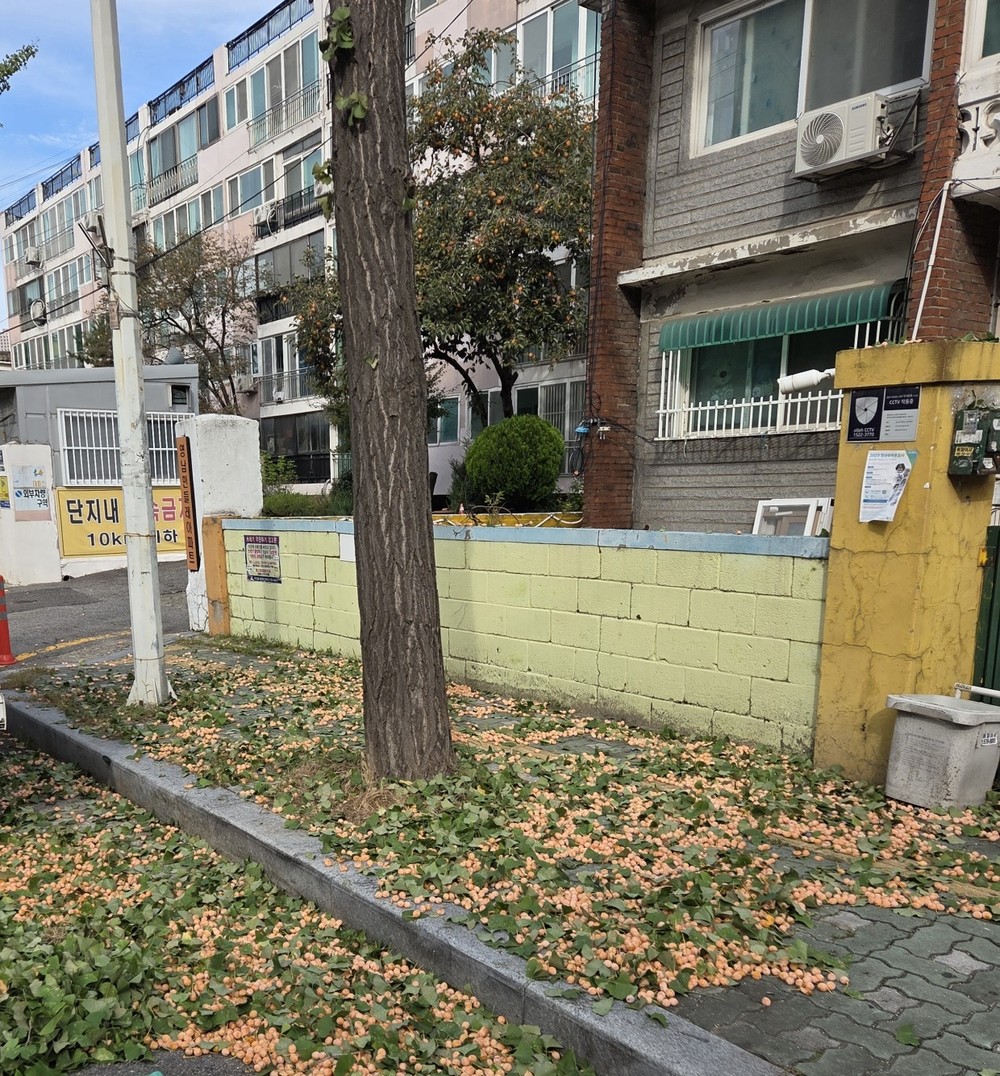 미추홀구시설관리공단, 가을철 가로수 은행 열매 채취 작업 실시