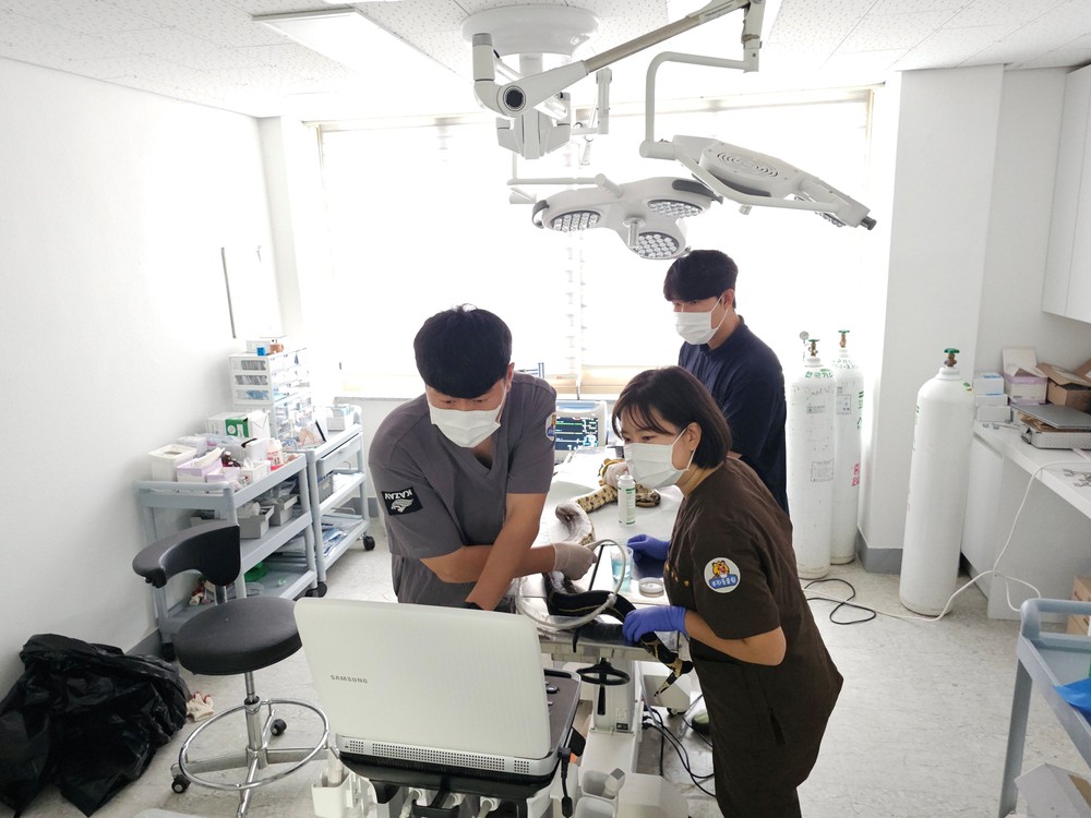 광주 우치동물원, 붉은꼬리보아뱀 중성화 성공