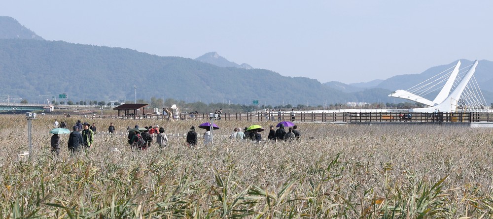 강진만 춤추는 갈대축제 초반 이틀 5만명 ‘북적’