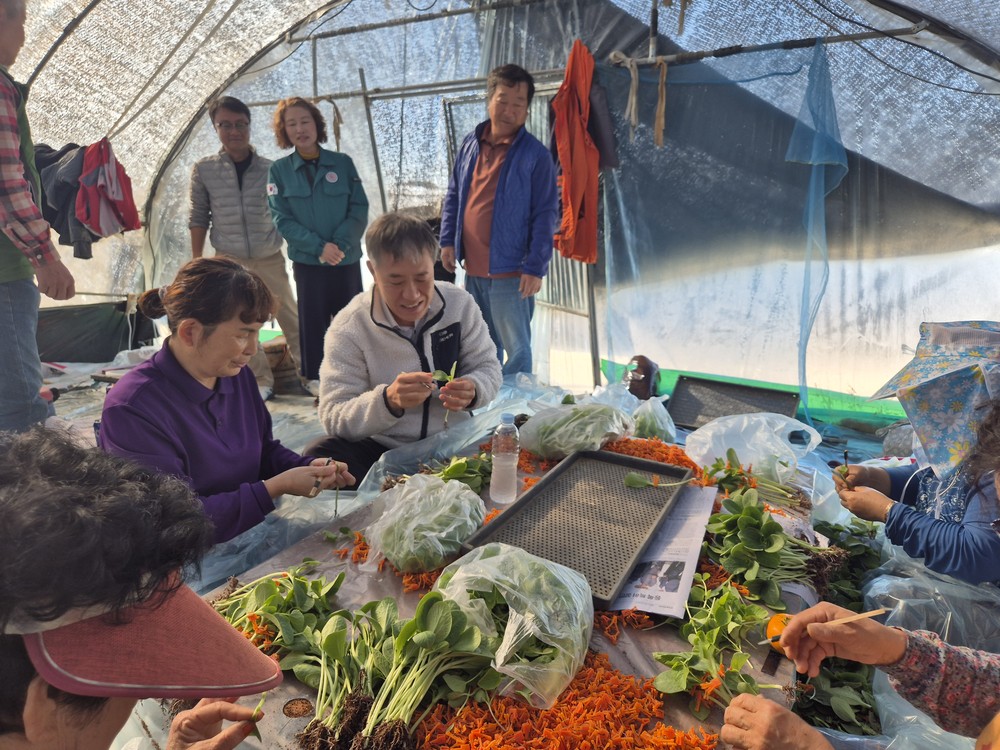 월항면, 참외 접목 실시!