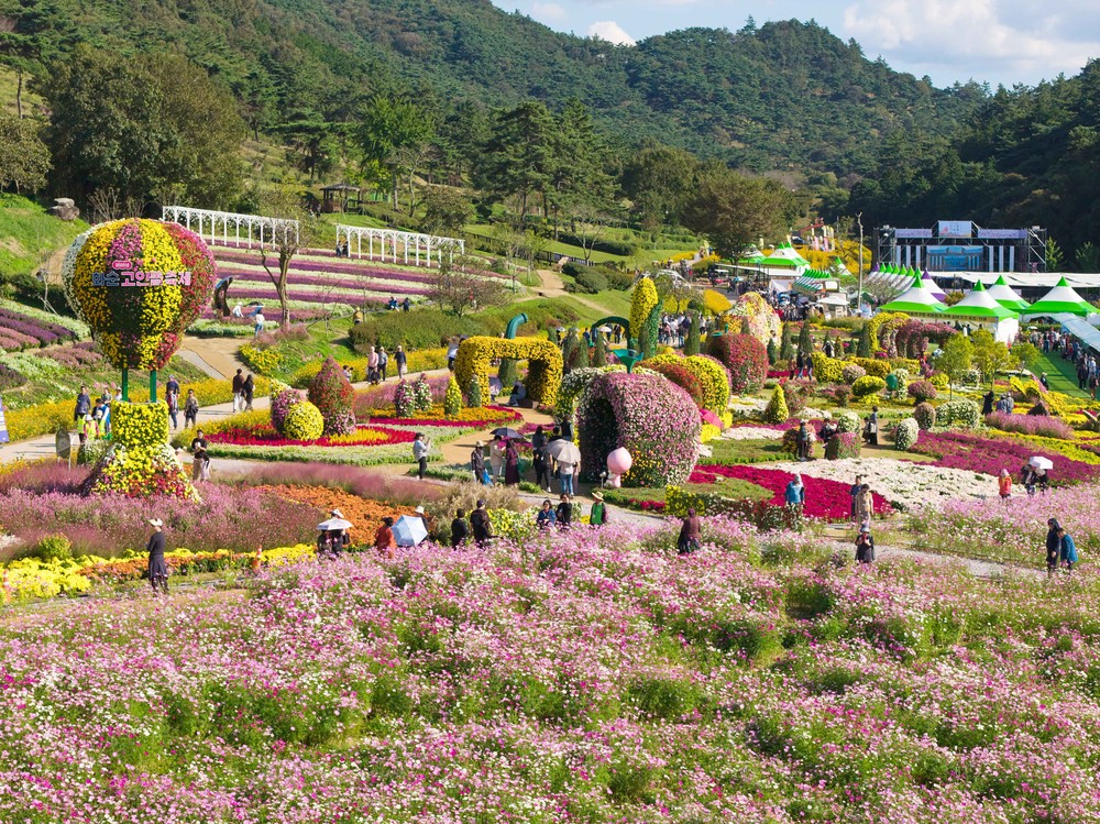 가을꽃 만개 속 ‘2025 화순 고인돌 가을꽃 축제’ 성료