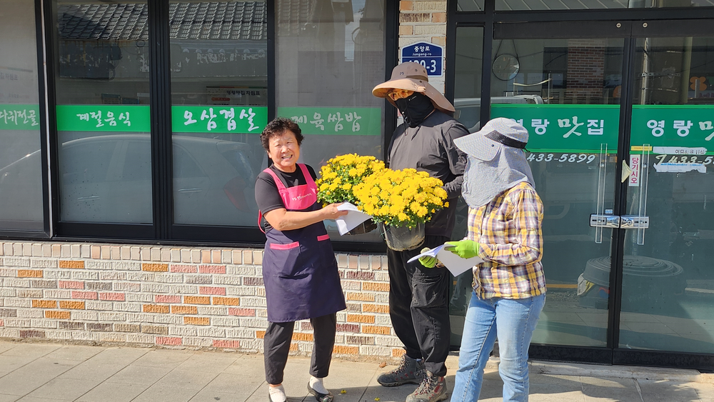 강진읍, 시가지 가을 국화 향기로 물들다