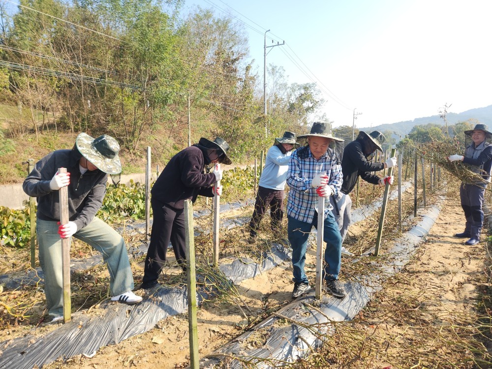 음성군 홍보실, 가을철 농촌 일손돕기 실시