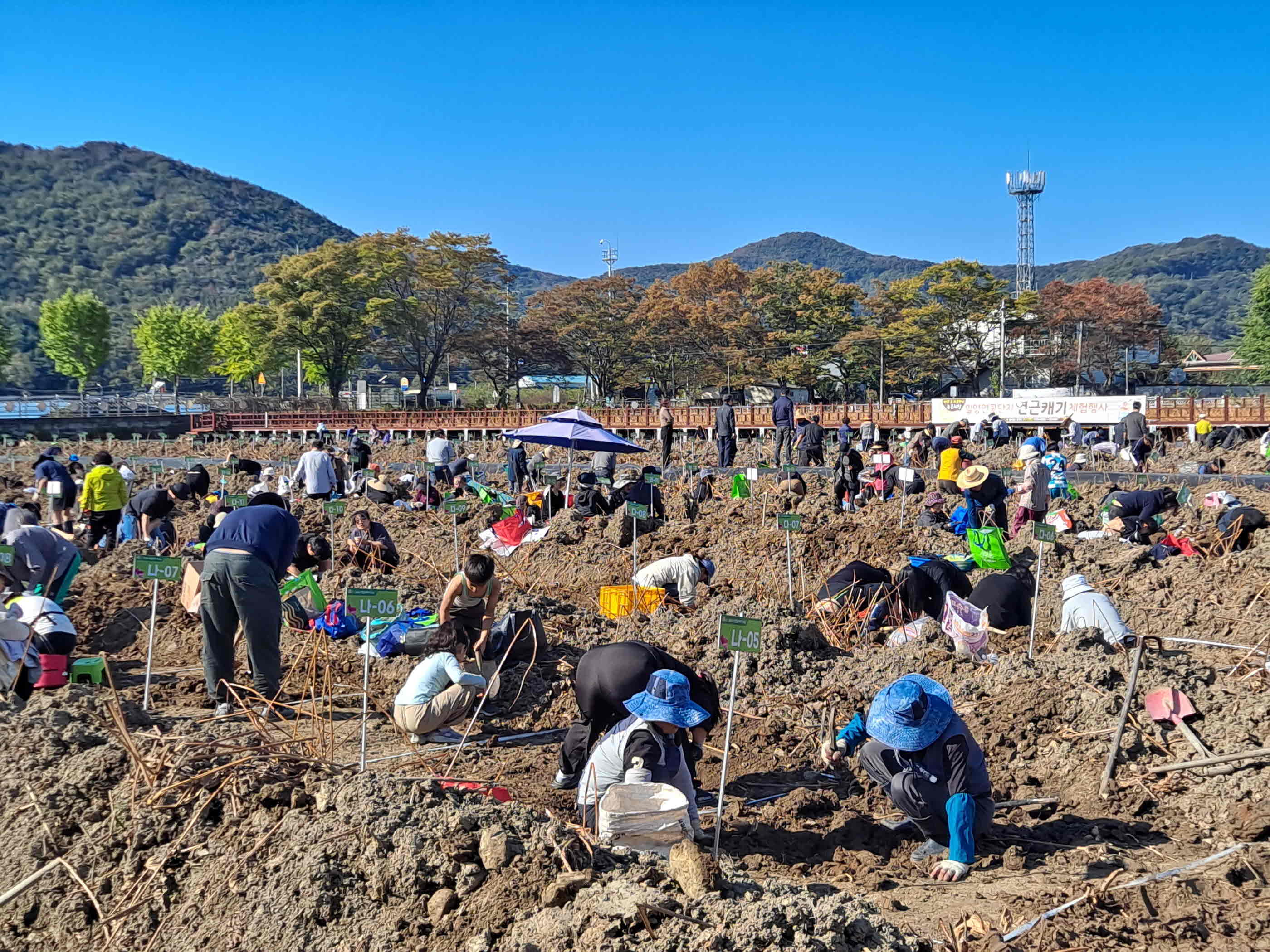 밀양 연근캐기 행사, 지역주민과 관광객 함께 웃음꽃 활짝