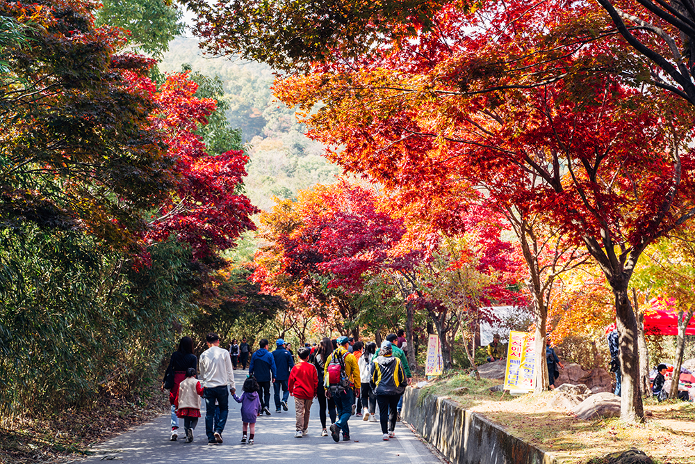 만추의 계절, 전남서 단풍길 걸으며 힐링하세요