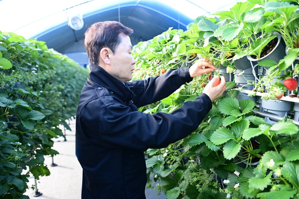 새콤달콤 맛있는 “명품 고령딸기” 첫 수확