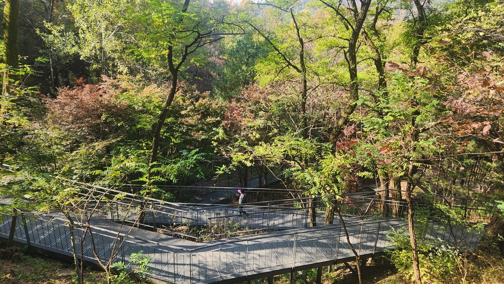 개통 1주년 맞은 남산자락숲길, 도심 속 힐링 명소로 자리매김