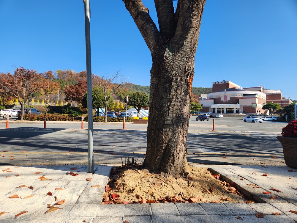 의성군, 가로수 돌출 뿌리 정비사업 추진