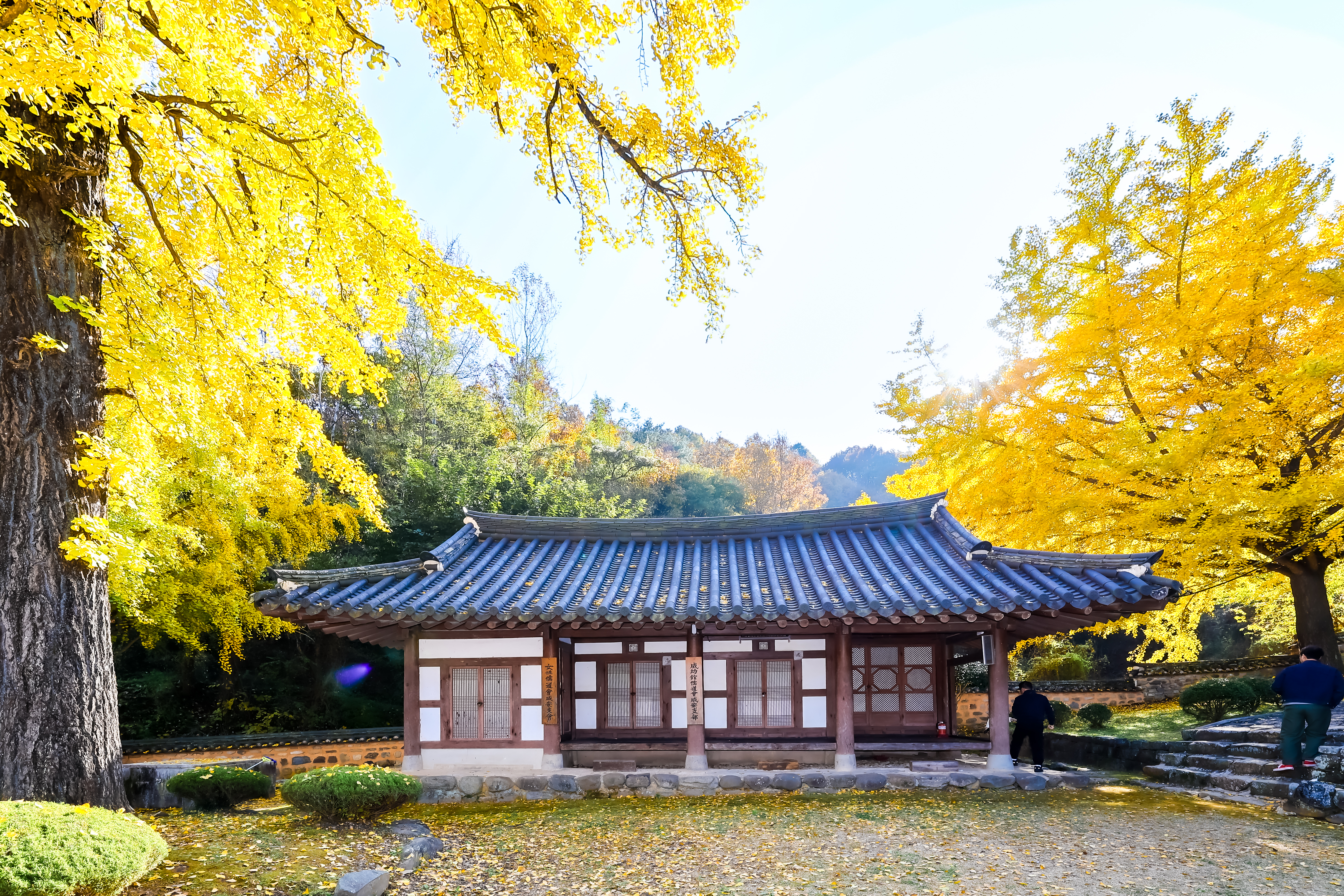 함안향교, 황금빛 은행잎과 어우러진 고즈넉한 가을 풍경