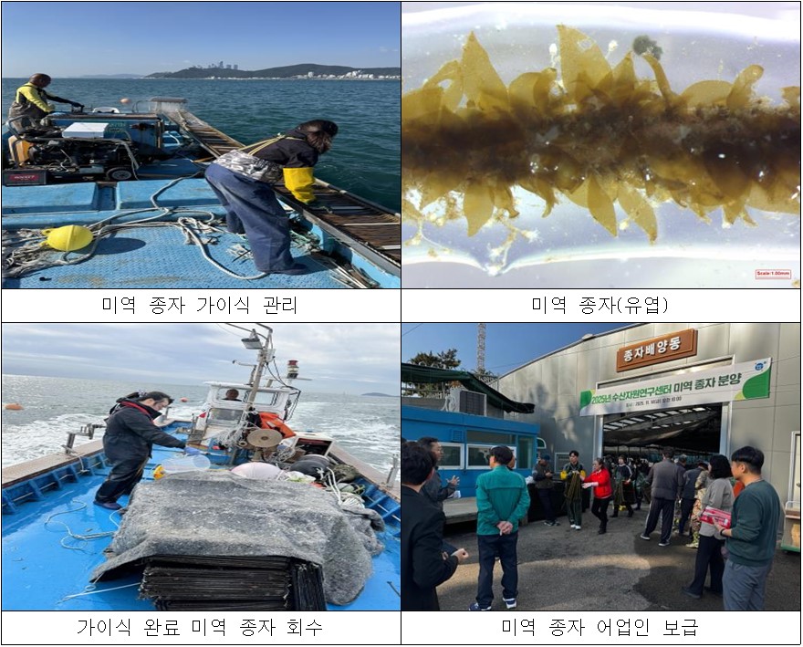 기장군, 자체 생산 고품질 기장미역 종자 양식어업인 보급