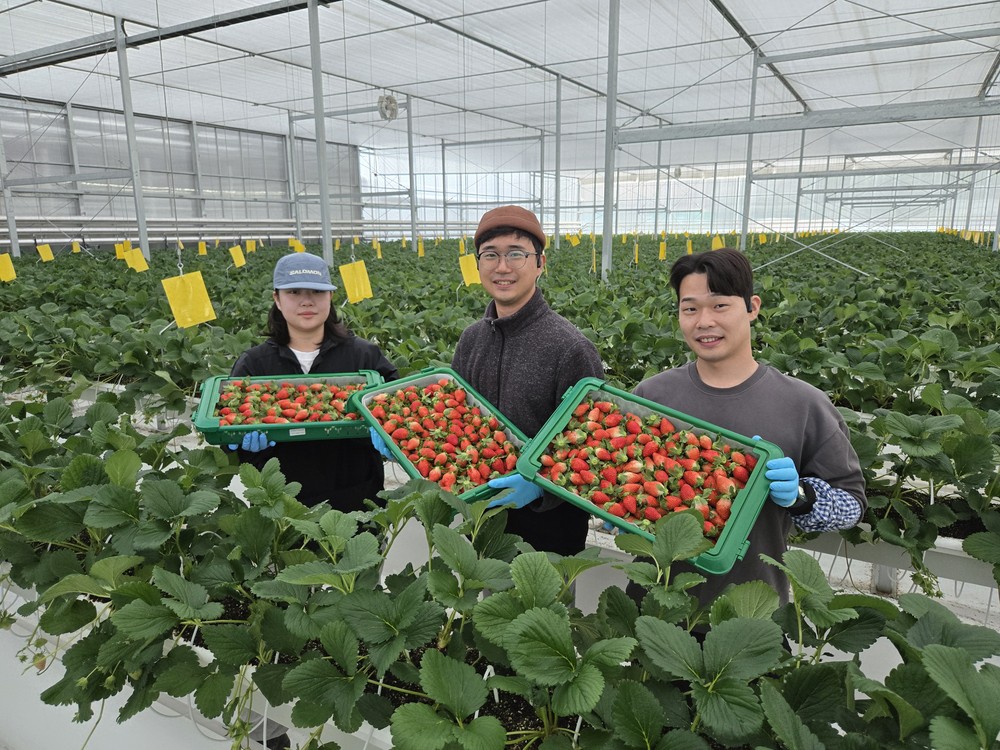 경북도 내 첫 수출, 상주 딸기 베리굿!