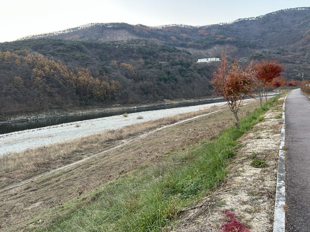 단양군, 영춘면 상리 남한강 제방 수목 제거 ‘즉시 착수’… 주민 불편 해소 총력