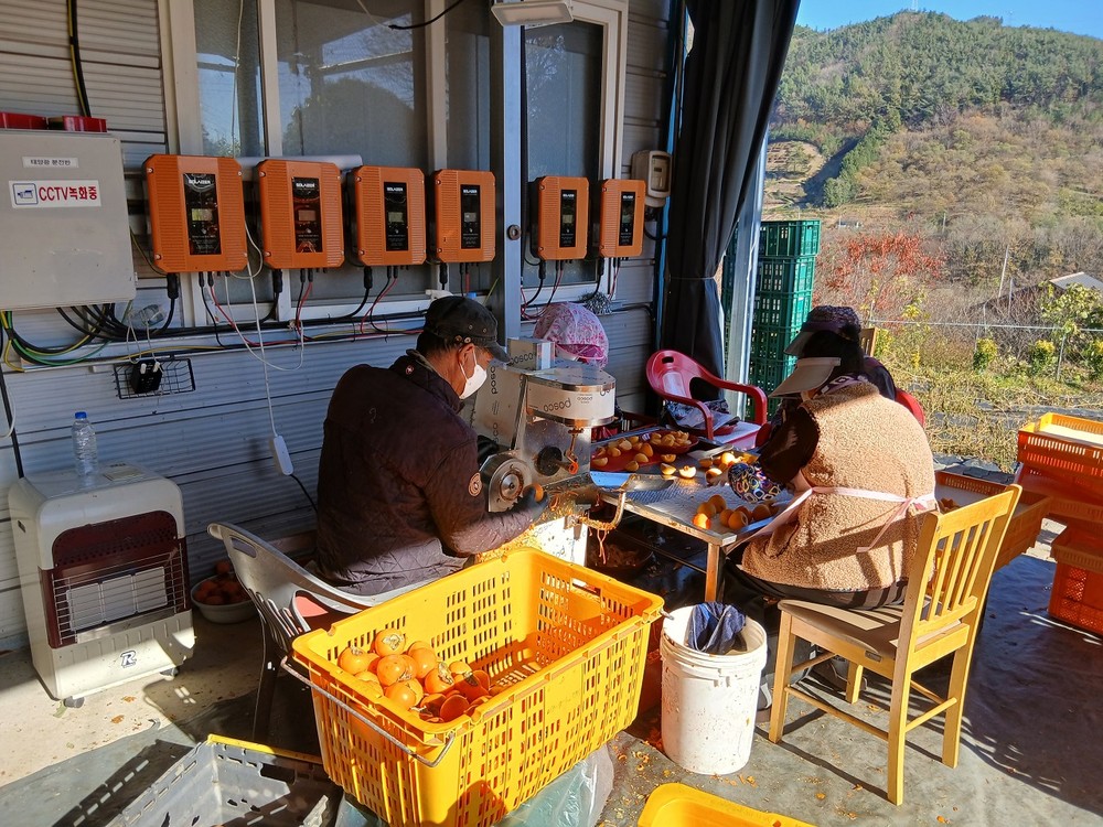 순천시, 청정 자연이 빚은 순천 꿀 곶감 생산 본격화