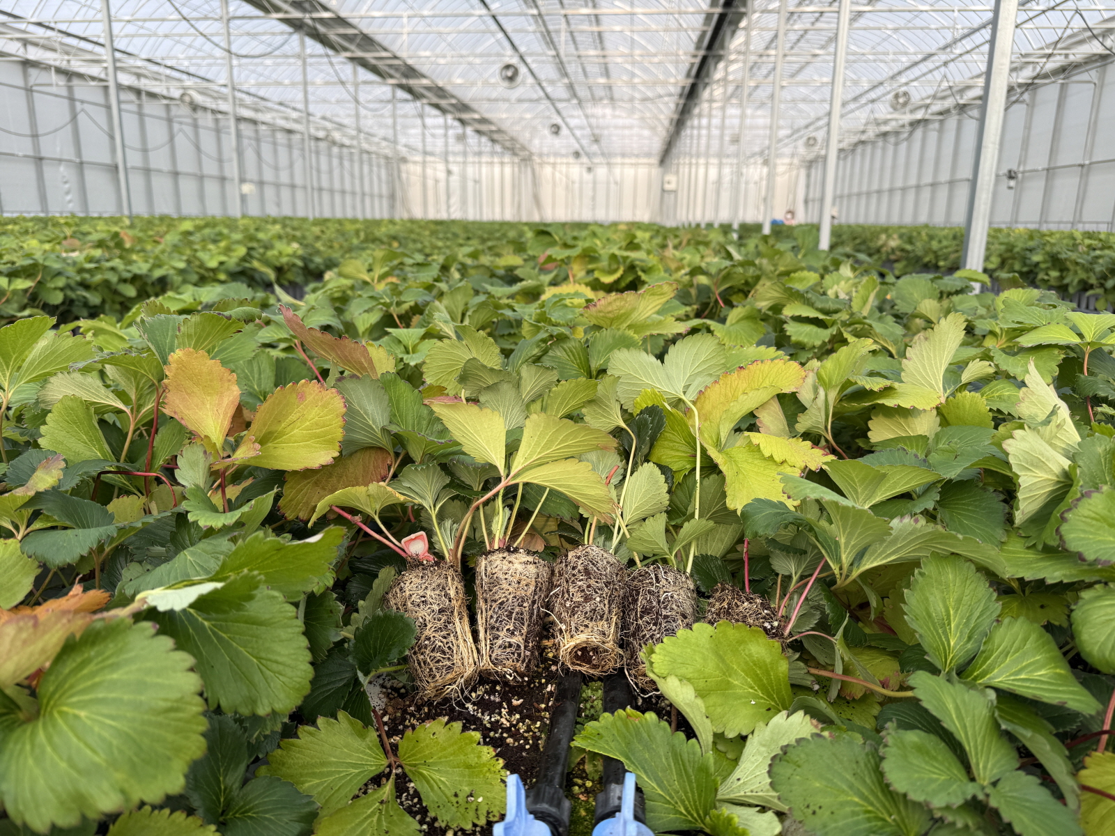 부여군, 조직배양 딸기 우량묘 4만 5천 주 공급…농가 육묘 기반 강화