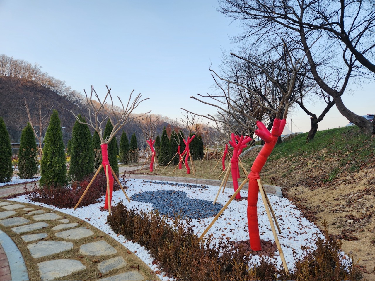 의성군, 겨울철 대비 가로수 수목 보호대 설치로 월동 준비 완료