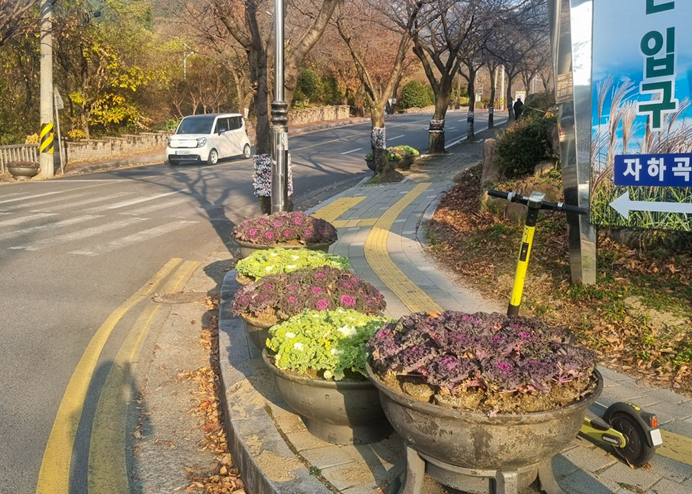 창녕읍, 겨울꽃 식재로 따뜻한 계절경관 조성