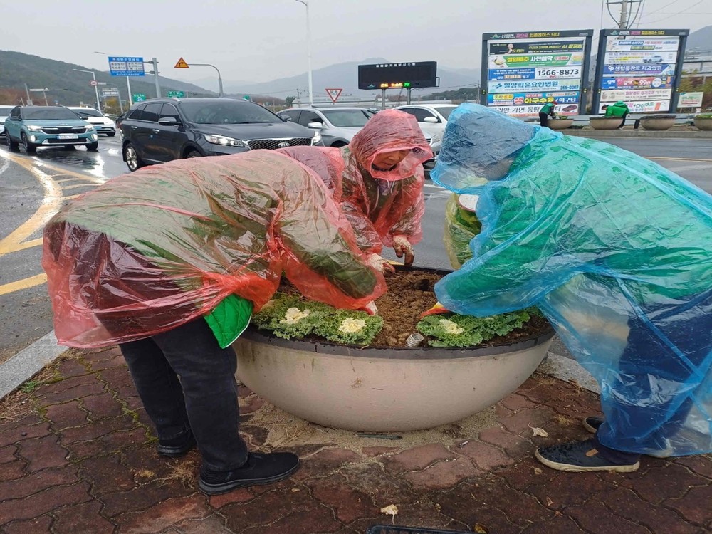 밀양시 산외면, 새마을부녀회와 겨울꽃 식재