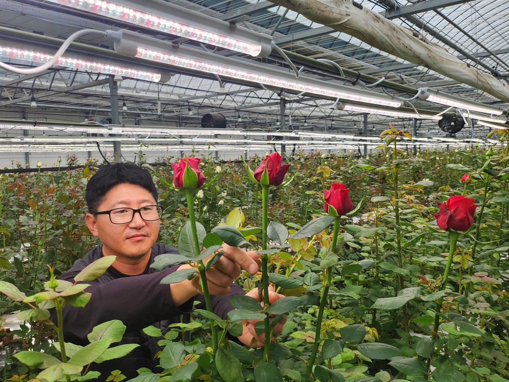 강진군 장미농장 스마트 LED로 이상기상 대응